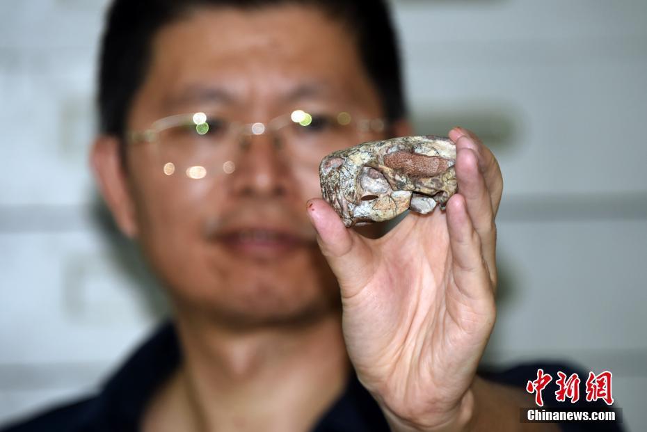 中国首次发现2.55亿年前真钱伯兽化石 它真能毒杀猎物吗？
