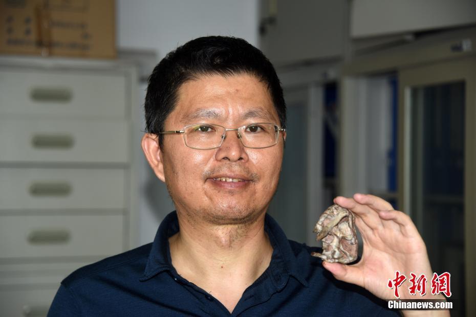 中国首次发现2.55亿年前真钱伯兽化石 它真能毒杀猎物吗？