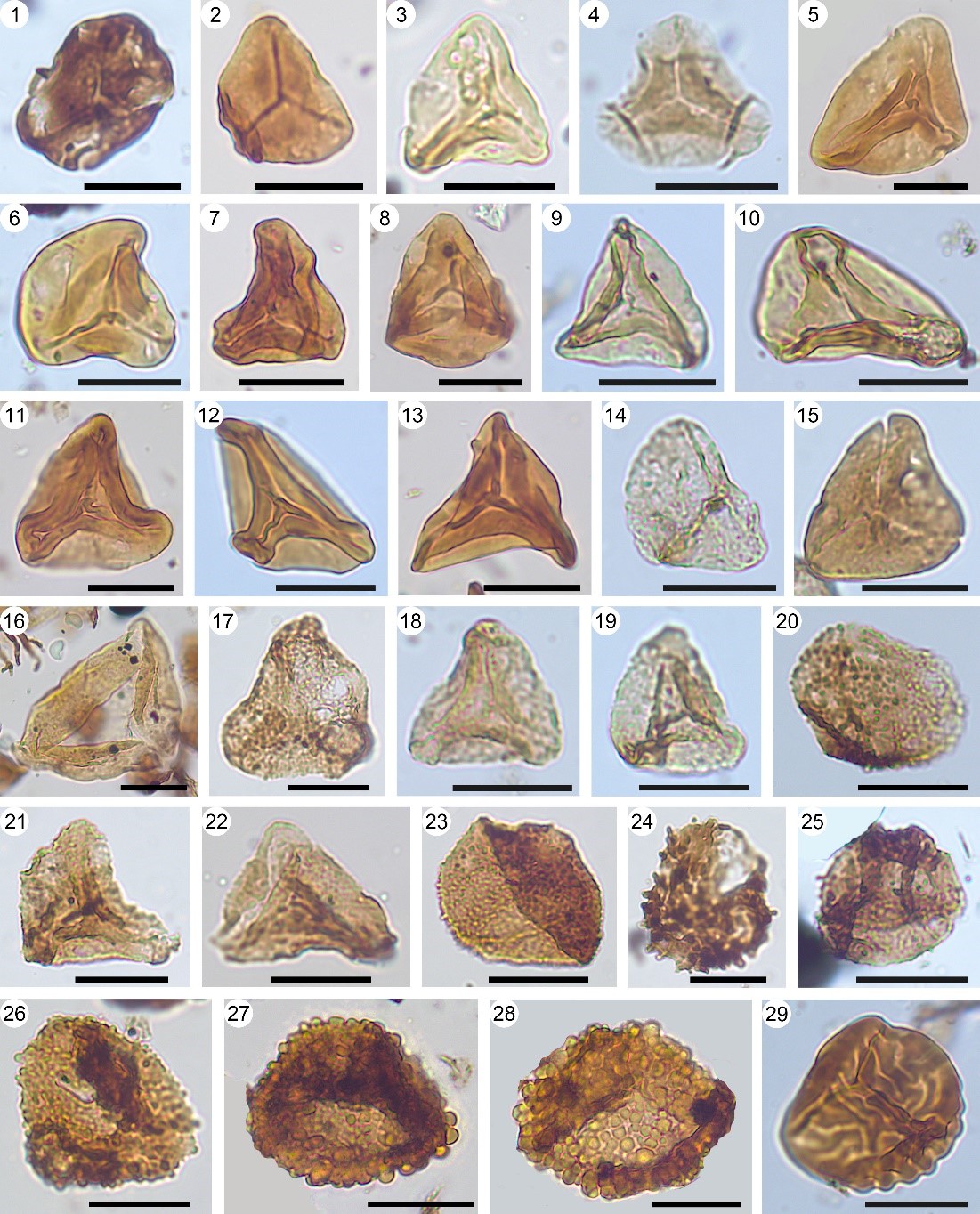 �Ĵ�������������������������������ӻ�ʯ�������߾�Ϊ20 ��m��