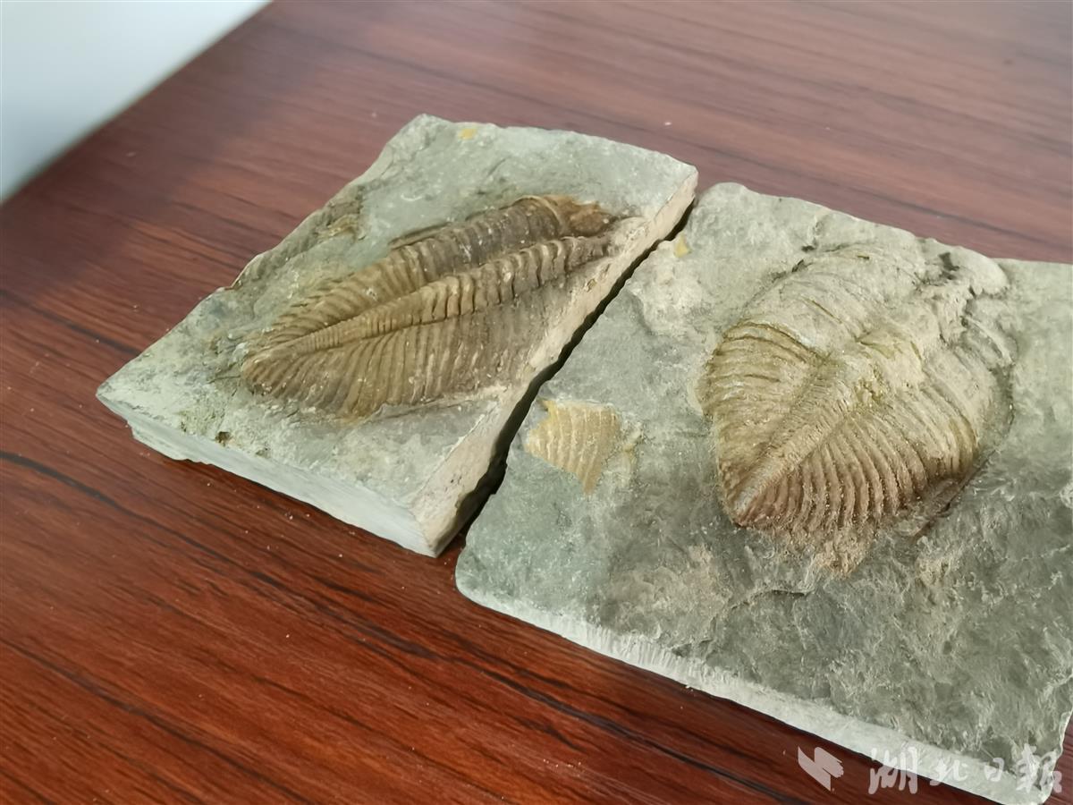 中国地质大学逸夫博物馆里能体验修复化石
