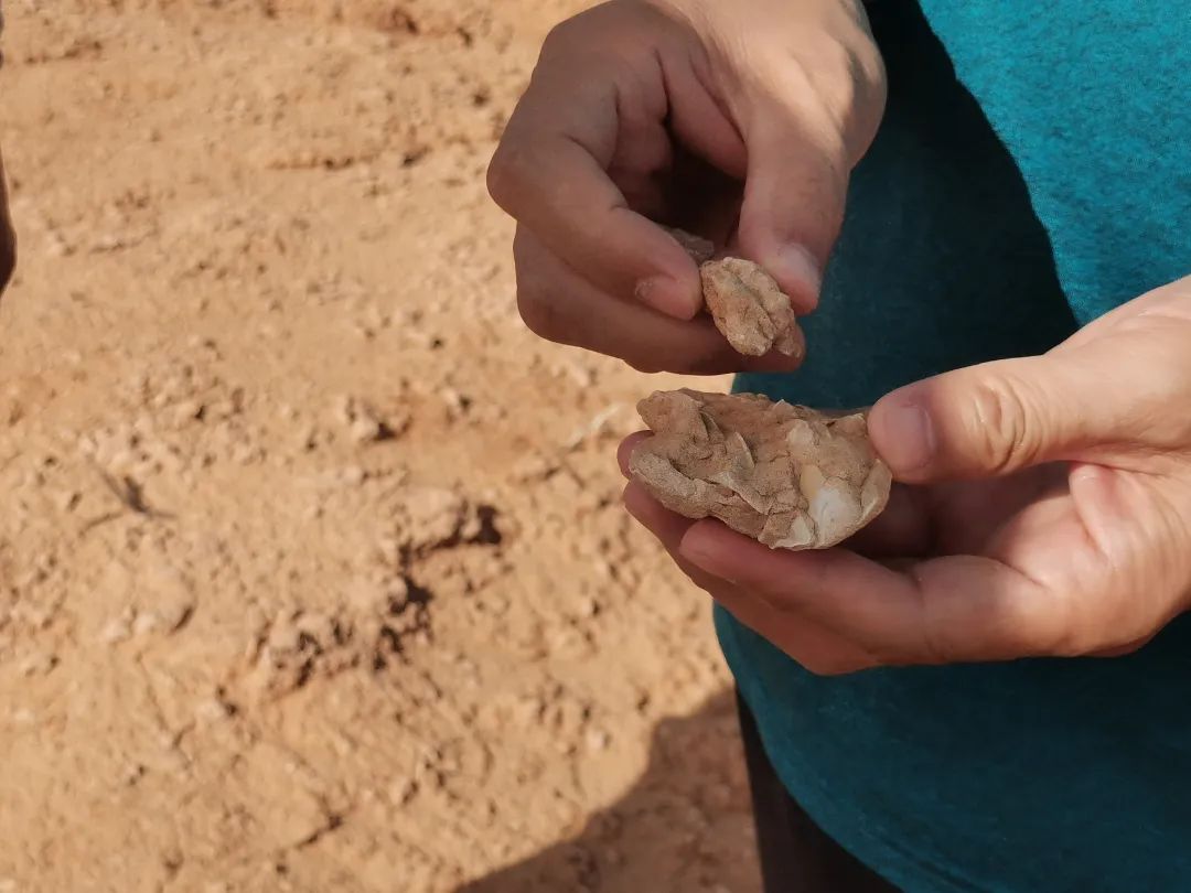 巴彦淖尔一地发现大量恐龙化石碎片 初步判断为原角龙