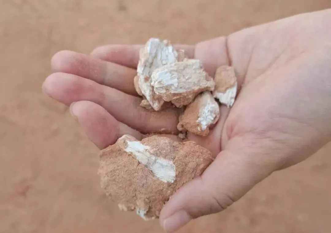 巴彦淖尔一地发现大量恐龙化石碎片 初步判断为原角龙