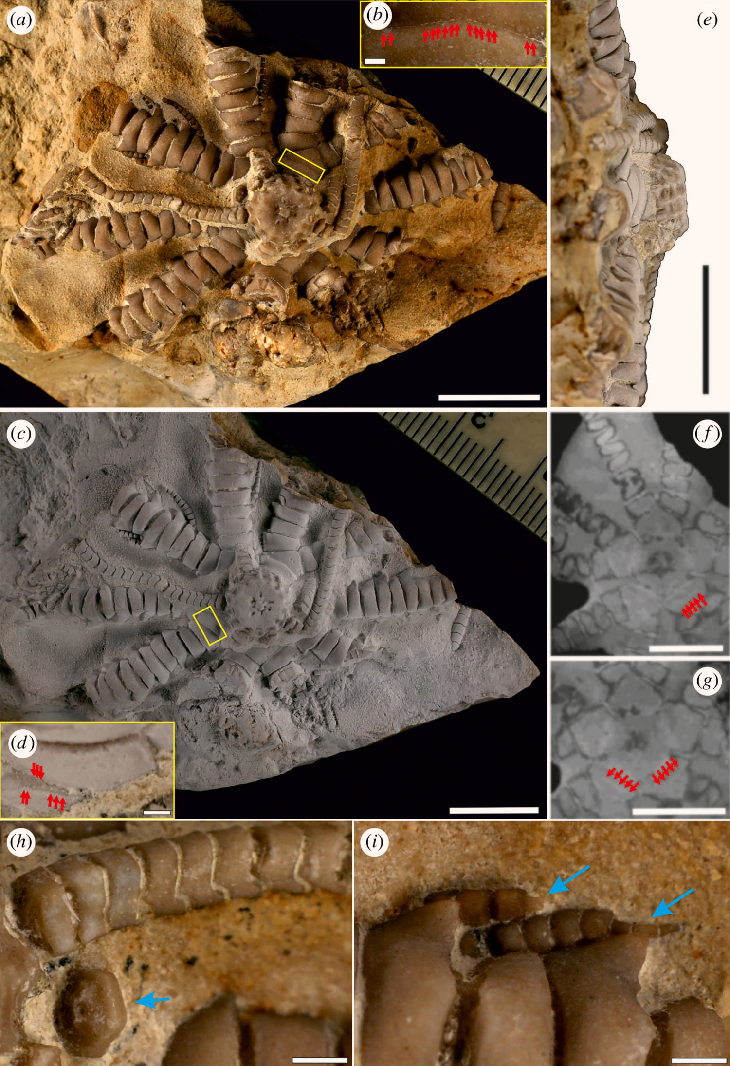 ���ް��������Ƿ��ֵĺ����޼�׵��������ٺϻ�ʯ������Ϊ������˹����