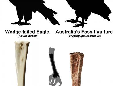 古生物学家发现澳大利亚第一块秃鹰化石Cryptogyps lacertosus