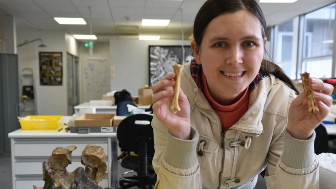 ������ѧ�ҷ��ְĴ����ǵ�һ��ͺӥ��ʯCryptogyps lacertosus