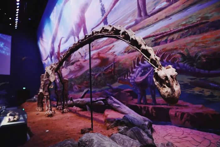成都自然博物馆三大镇馆之宝抢先看！看恐龙、观察昆虫、研究矿石……
