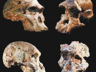 南非“人类摇篮”的早期人类祖先“南方古猿”年龄或提早百万年