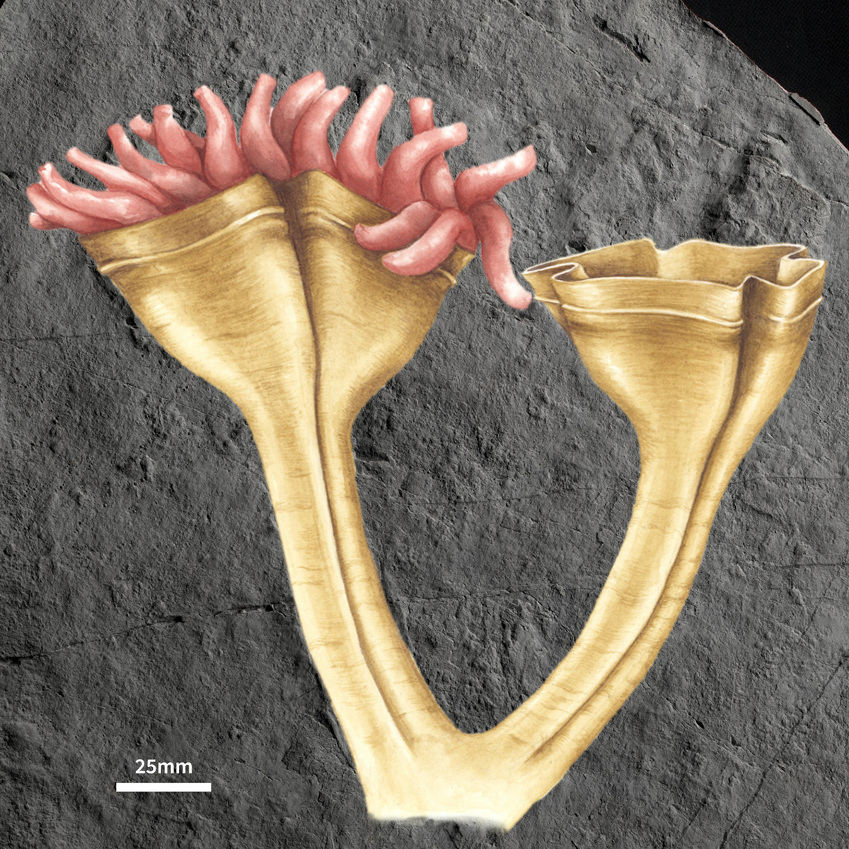英国查恩伍德森林发现来自埃迪卡拉纪(5.62亿年至5.57亿前)的刺胞动物化石