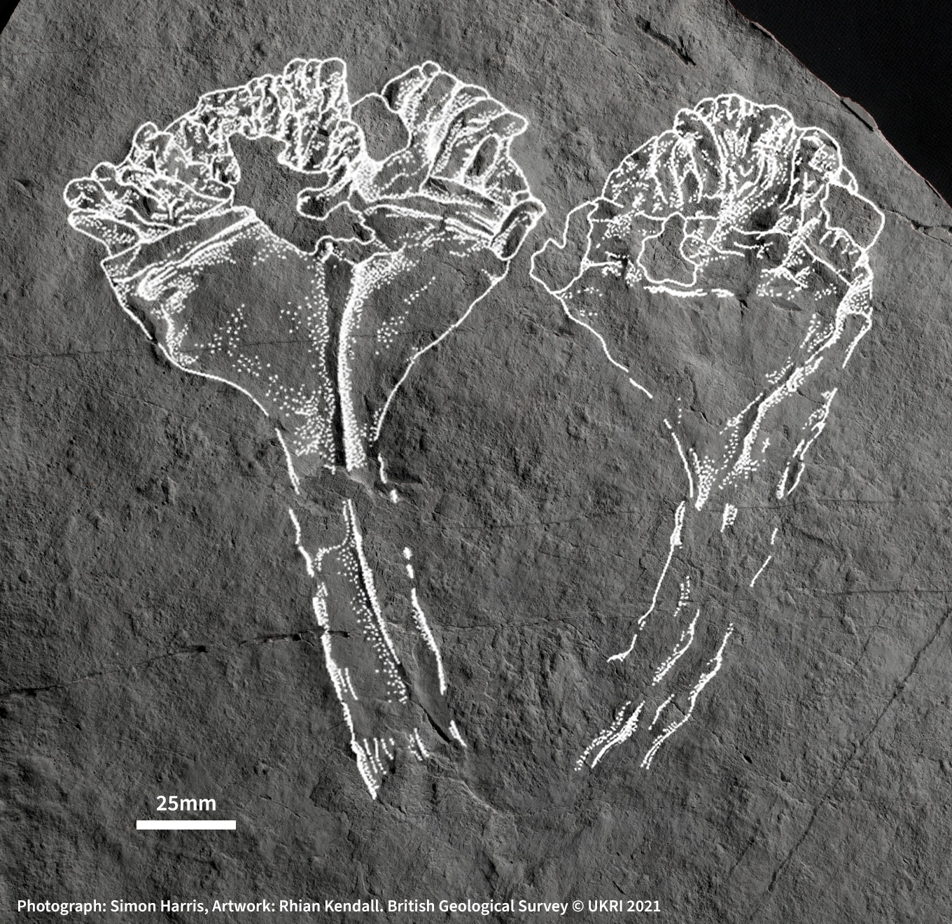 英国查恩伍德森林发现来自埃迪卡拉纪(5.62亿年至5.57亿前)的刺胞动物化石