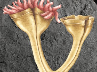 5亿年前埃迪卡拉纪刺胞动物化石揭示水母科演化历史
