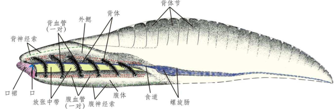 ���ϳ棬�����ǲ��Ǽ�׵���