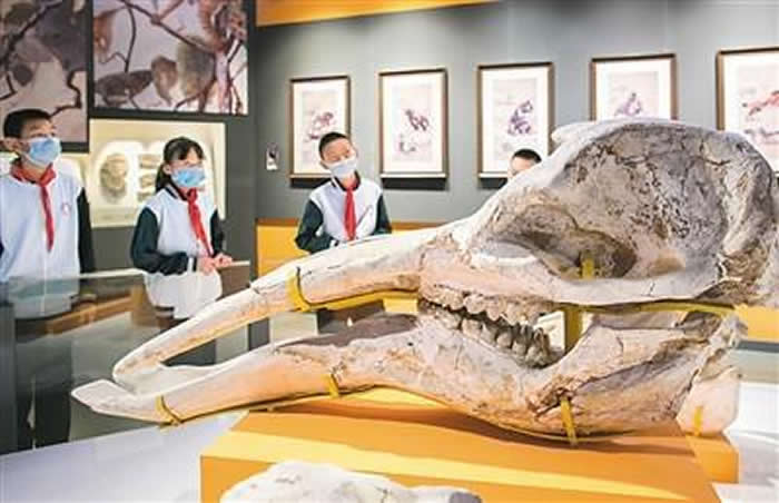 图为内蒙古自然博物馆的恐龙化石展品。 丁根厚摄(人民图片)