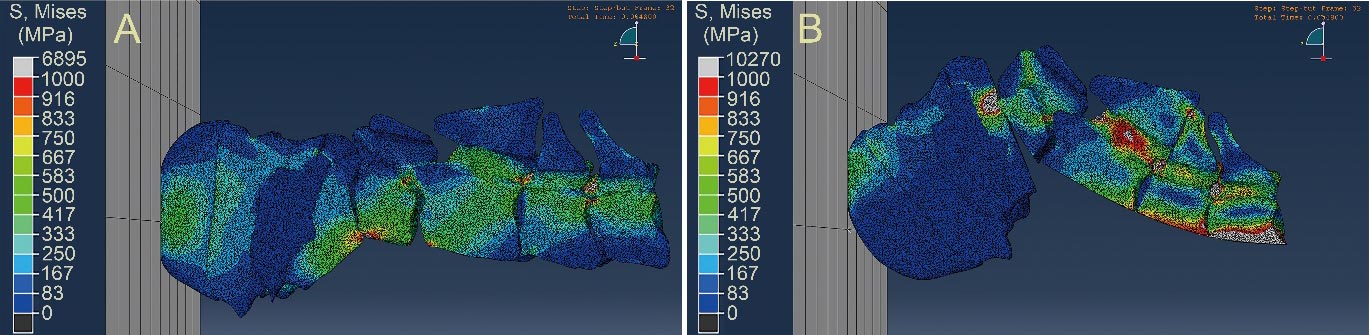 为竞争配偶所展开的头部撞击战斗促成长颈鹿长脖子的发展