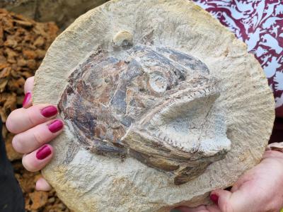 英国化石猎人在格洛斯特郡农田发现侏罗纪海洋世界 化石三维保存令人惊叹