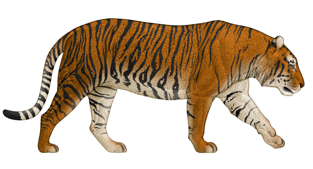 通过古DNA研究发现此前未知且现已灭绝的老虎遗传支系