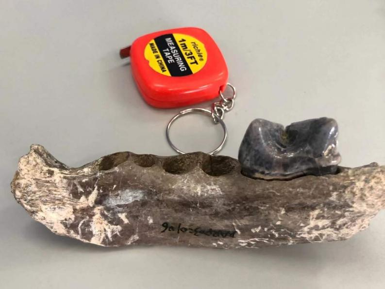 ͨDNAоִǰδ֪ϻŴ֧ϵ