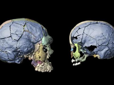 研究发现过去16万年里人类颅骨物理变化可能是由饮食和生活方式变化所驱动