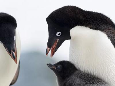 基因组揭示6000万年来企鹅进化到极冷和海洋环境的过程