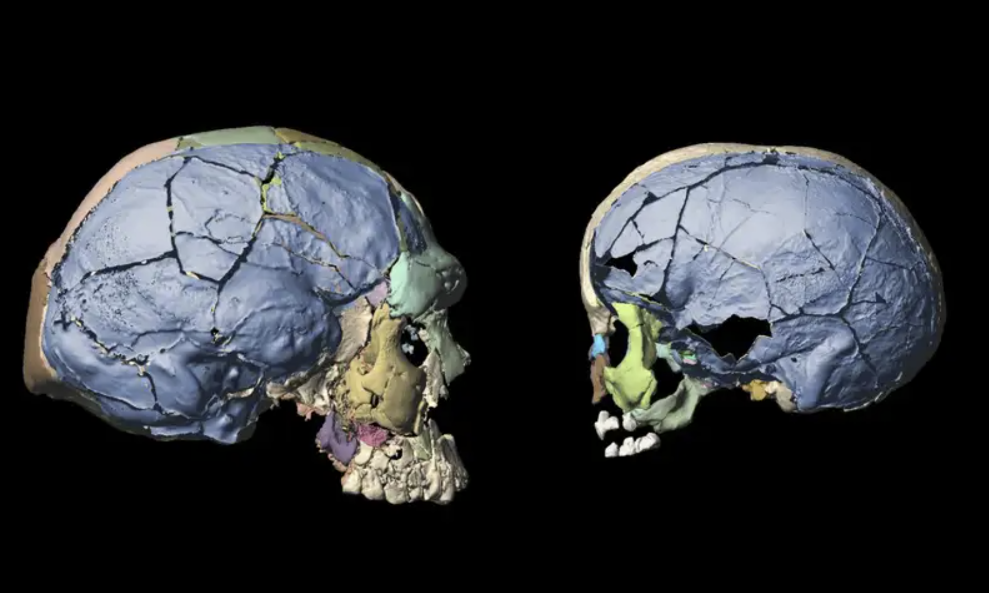 16万年前儿童和成人颅骨的数字复原图   图片来源：苏黎世大学