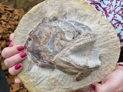 英国格洛斯特郡1.83亿年前史前遗址保存异常精美化石 3D鱼头就像要跳出来