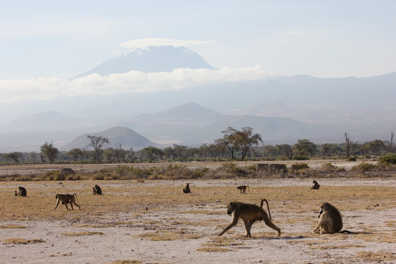对非洲野生狒狒的研究凸显用其它灵长类动物作为人类演化活体模型的价值