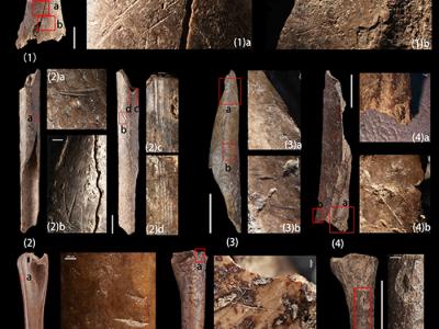 《考古与人类学科学》：研究发现史前人类利用鸟类资源的系列证据