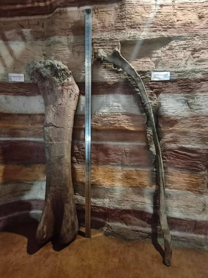 汝阳黄河巨龙的肋骨和巨型汝阳龙的腿骨