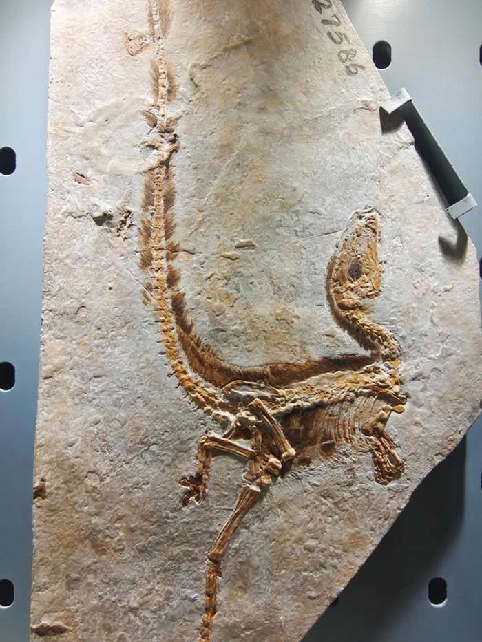 河南自然博物馆内的小型恐龙化石