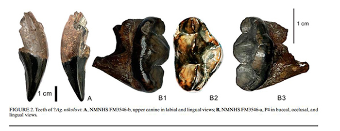 �������Ƿ���ʷǰ����è�������Ͻ���è��ʾ����è�������ݻ���Ǩ��