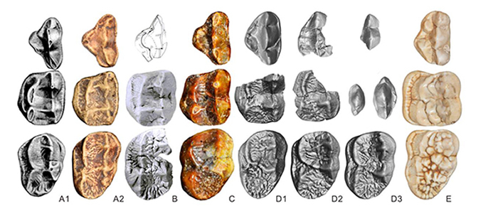 �������Ƿ���ʷǰ����è�������Ͻ���è��ʾ����è�������ݻ���Ǩ��