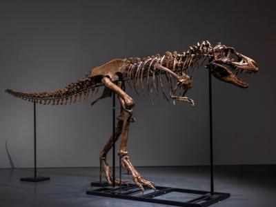 7700万年历史蛇发女怪龙化石拍卖 以约610万美元成交