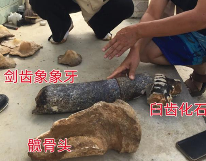 �����Ͷ��˶�ƺ�巢�ֶ���������ʳݼ�������ʯ