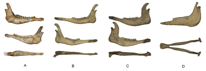 肿骨中华大角鹿（A），驼鹿（B），水牛（C）和家马（D）的下颌骨