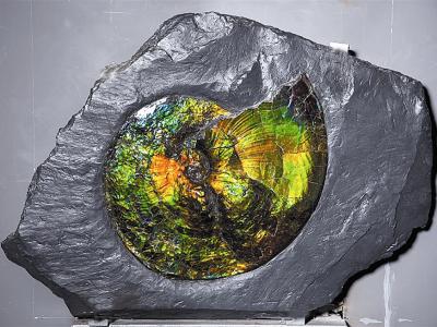 色彩斑斓的“宝石级”化石