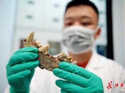 研究人员意外从斑鬣狗化石中发现新的老虎支系“大安虎”