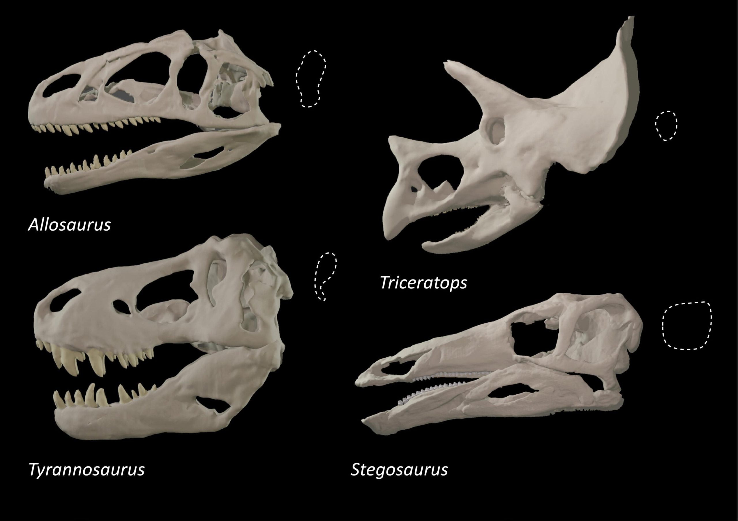 霸王龙等大型捕食者恐龙进化出不同的眼窝形状以获得更强咬伤力