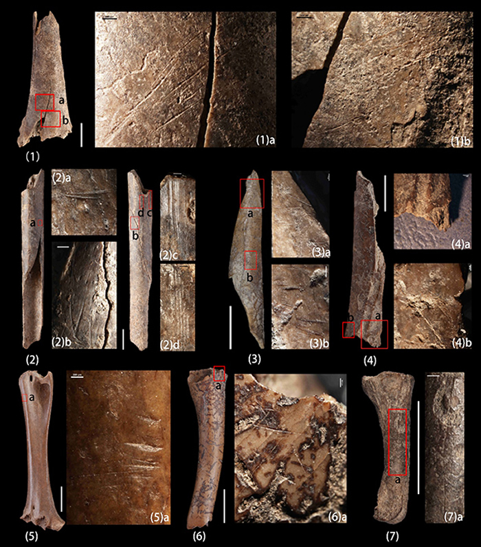 鸟类骨骼表面的切割痕迹 (123ab，4b，567a)、劈裂痕迹(4a)及刮削痕迹(2cd)。