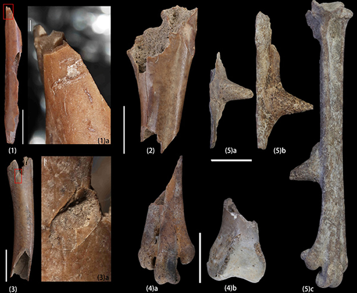 鸟类骨骼上的敲砸痕迹(1)、齿痕(2-3)和烧烤痕迹(4)；雄性环颈雉的跗跖骨(5)。
