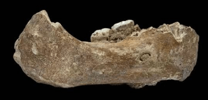 发现于白石崖溶洞的丹尼索瓦人下颌骨化石