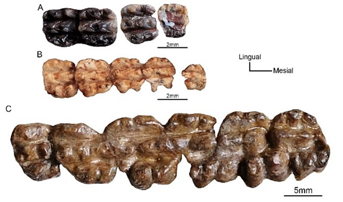 云南大学研究发现此前命名的“长吻滇中兽”和“小卞氏兽”与纤弱禄丰兽实为同一属种