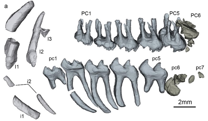 云南大学研究发现此前命名的“长吻滇中兽”和“小卞氏兽”与纤弱禄丰兽实为同一属种