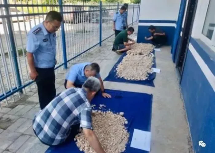 子长公安破获系列盗掘古脊椎动物化石案