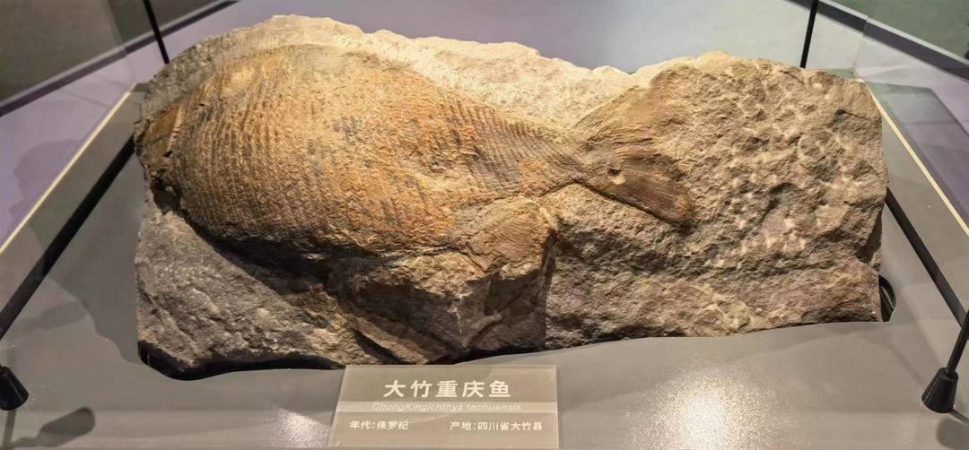 走嘛,成华大道看恐龙去!成都自然博物馆即将亮相