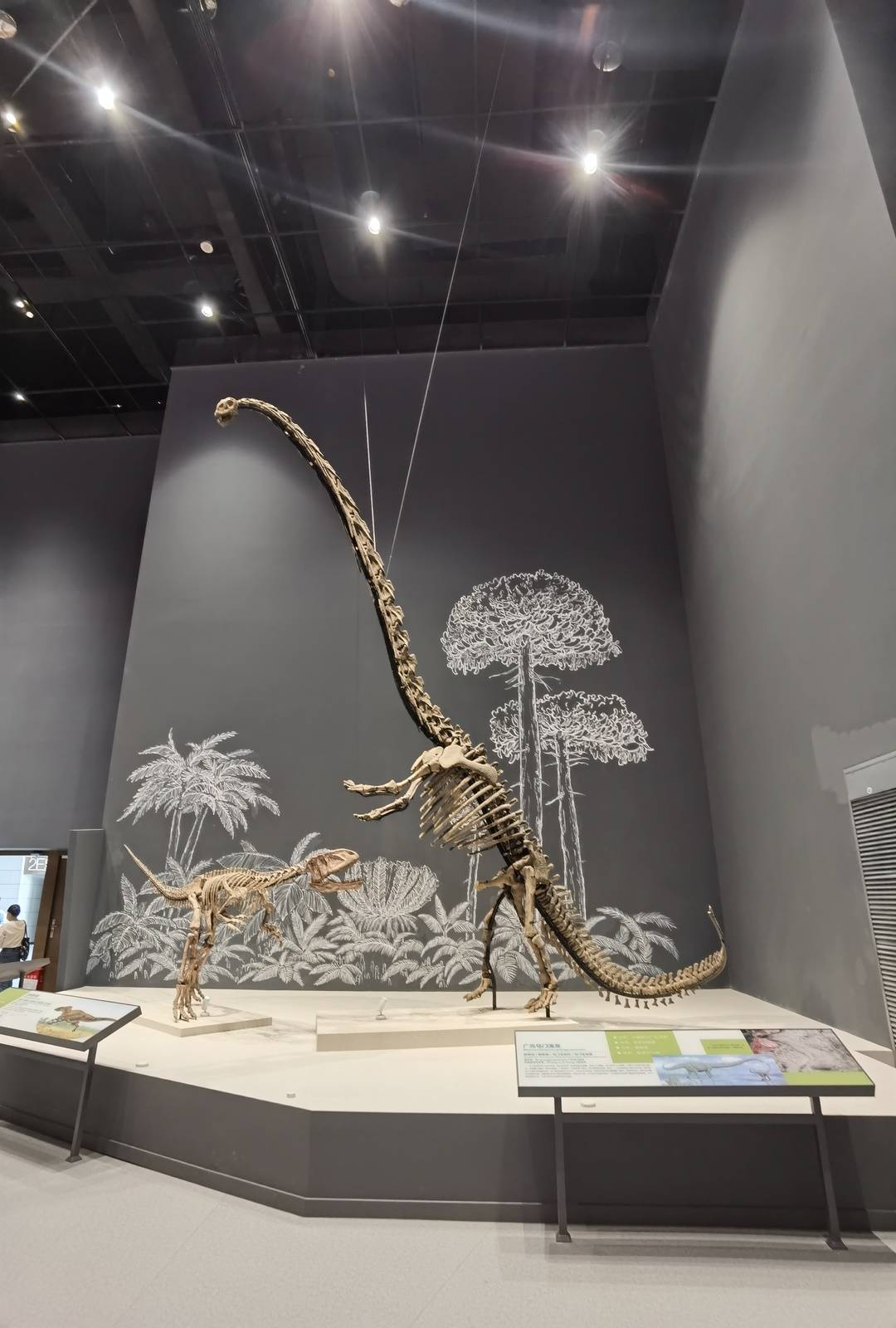 走嘛,成华大道看恐龙去!成都自然博物馆即将亮相