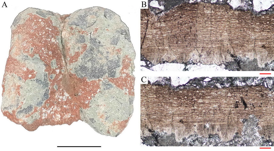 �㶫��Դ�����µĿ�������ʯ���֡������Ƹ����ε�