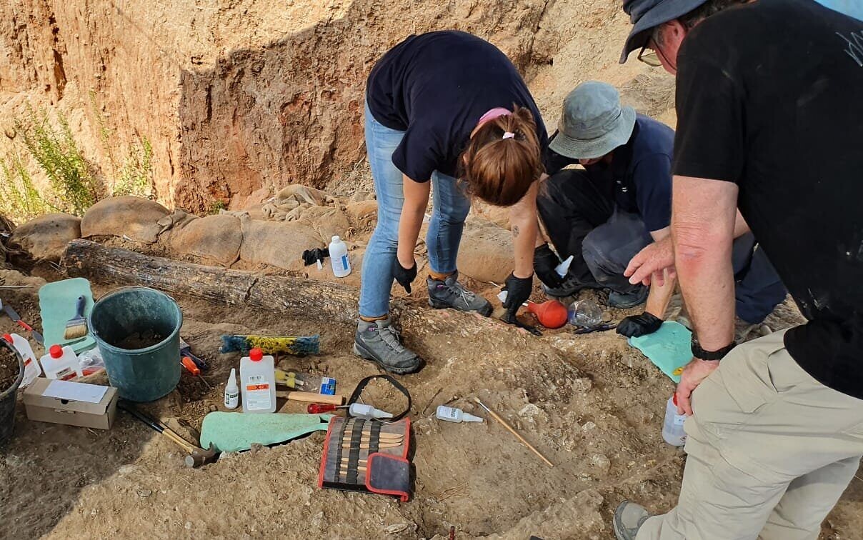 以色列南部出土50万年前古菱齿象象牙化石