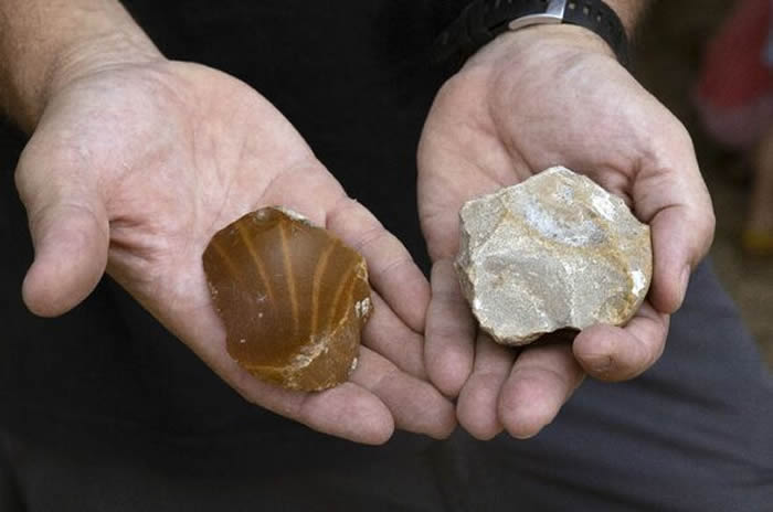 以色列南部出土50万年前古菱齿象象牙化石