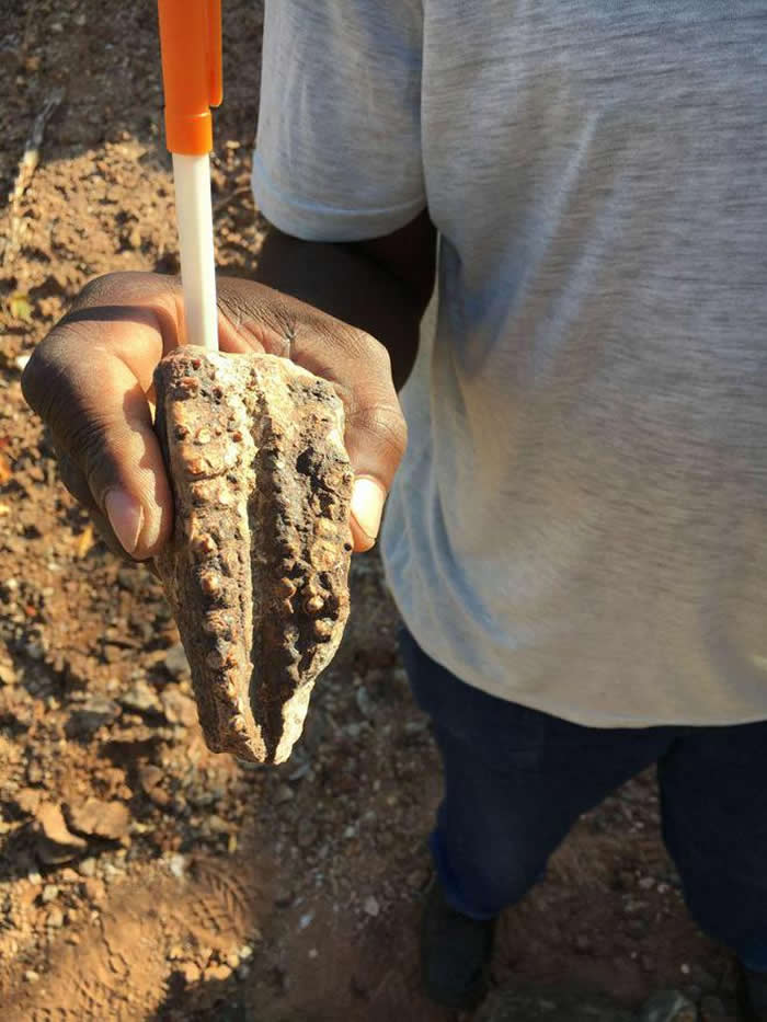 ��Ͳ�Τ���ַ�����������ϵĿ�������Mbiresaurus raathi