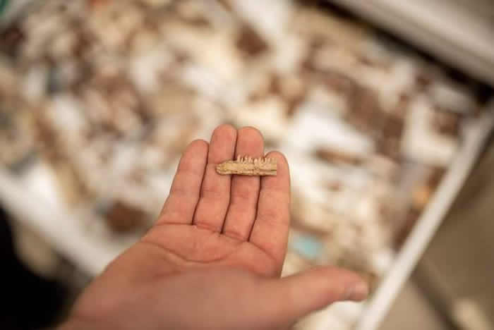 ��Ͳ�Τ���ַ�����������ϵĿ�������Mbiresaurus raathi