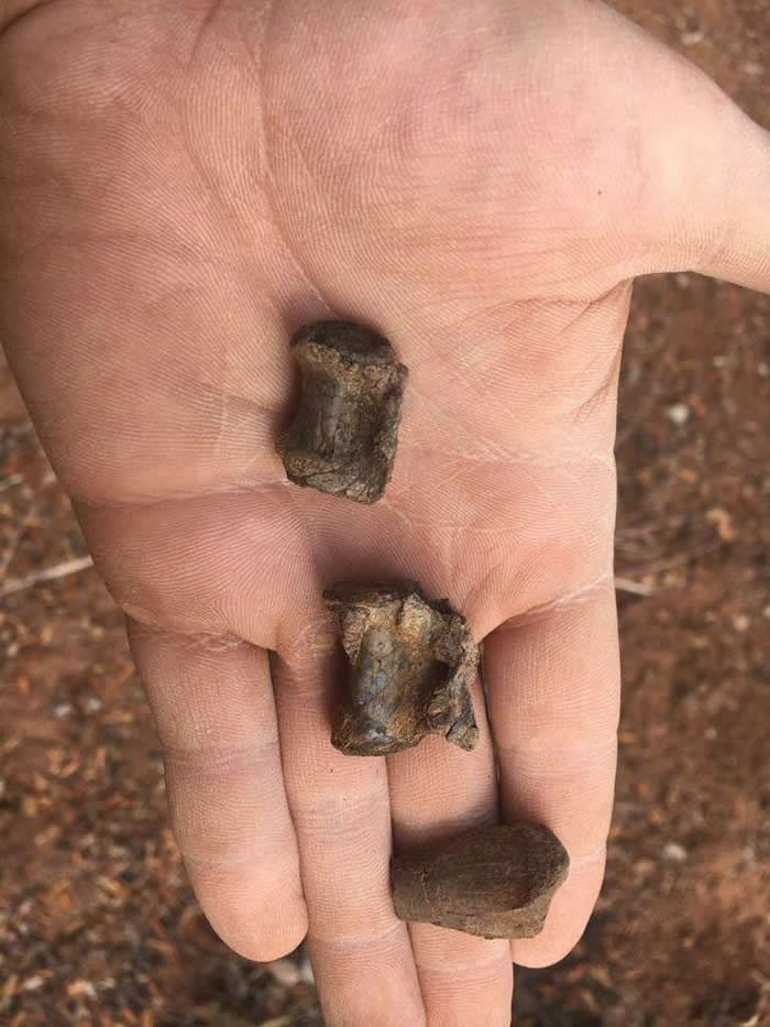 ��Ͳ�Τ���ַ�����������ϵĿ�������Mbiresaurus raathi